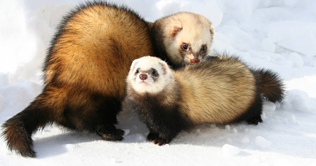 Амурский Степной хорек