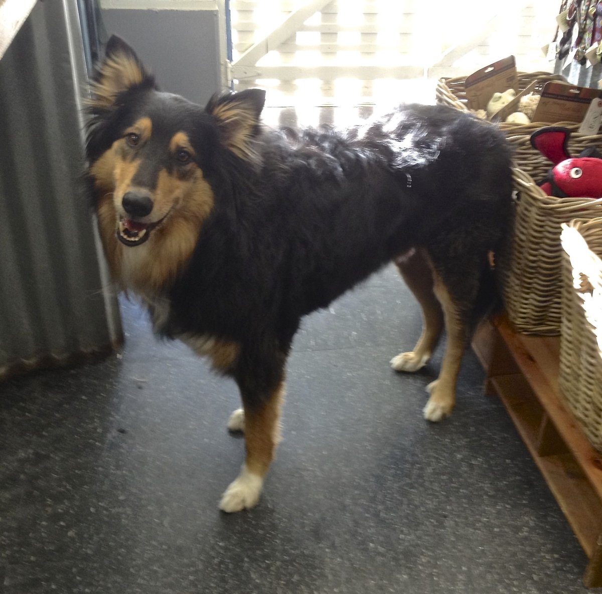 Метис бордер колли и немецкой овчарки