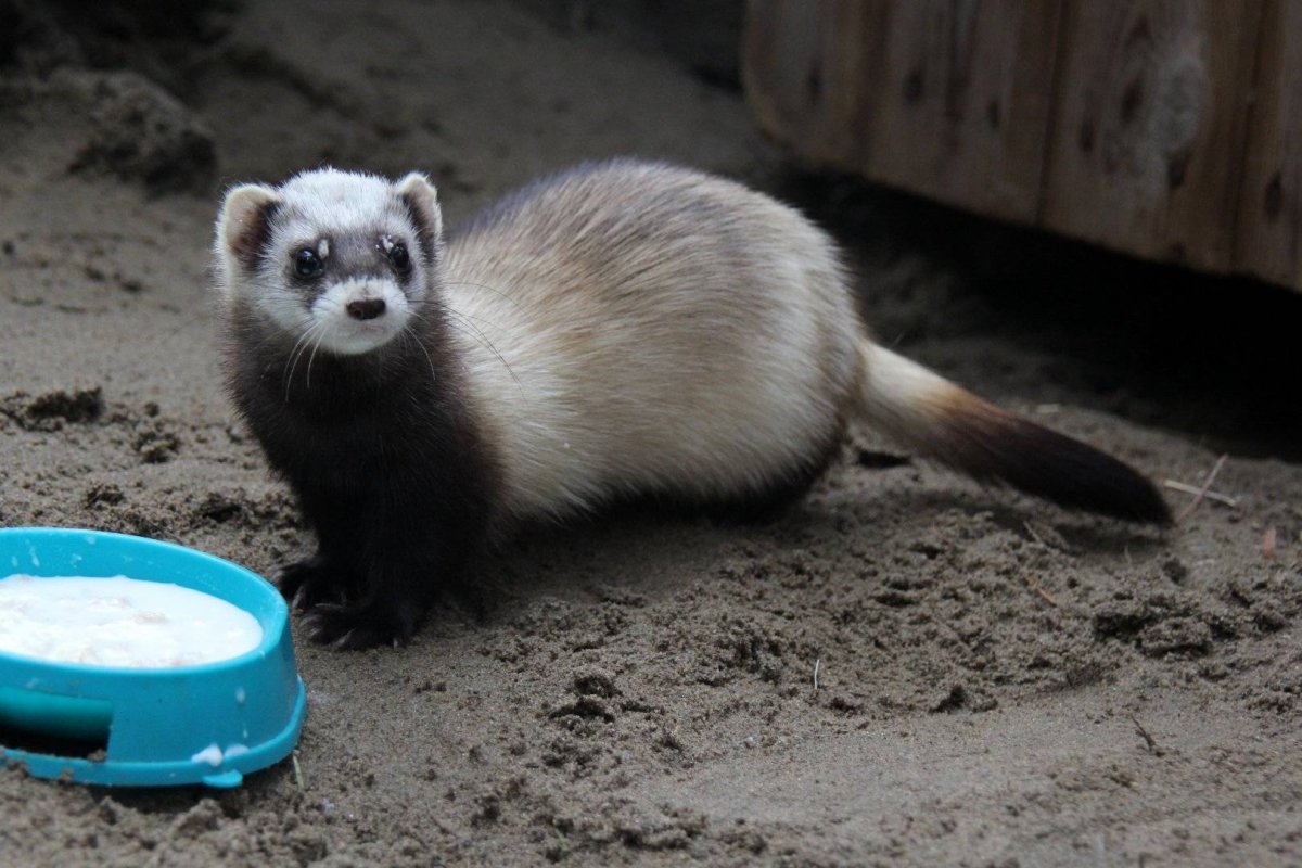 Степной хорек Крыма