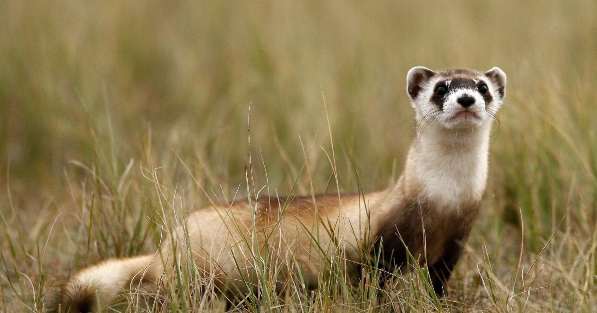 Американский черноногий хорек
