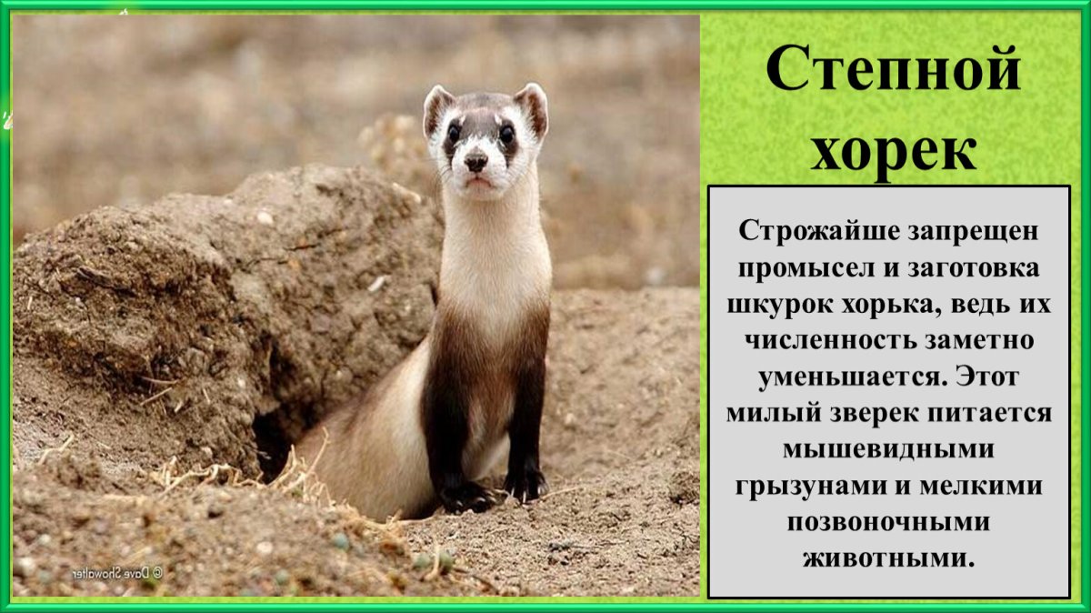 Картинки на рабочий стол хорьки