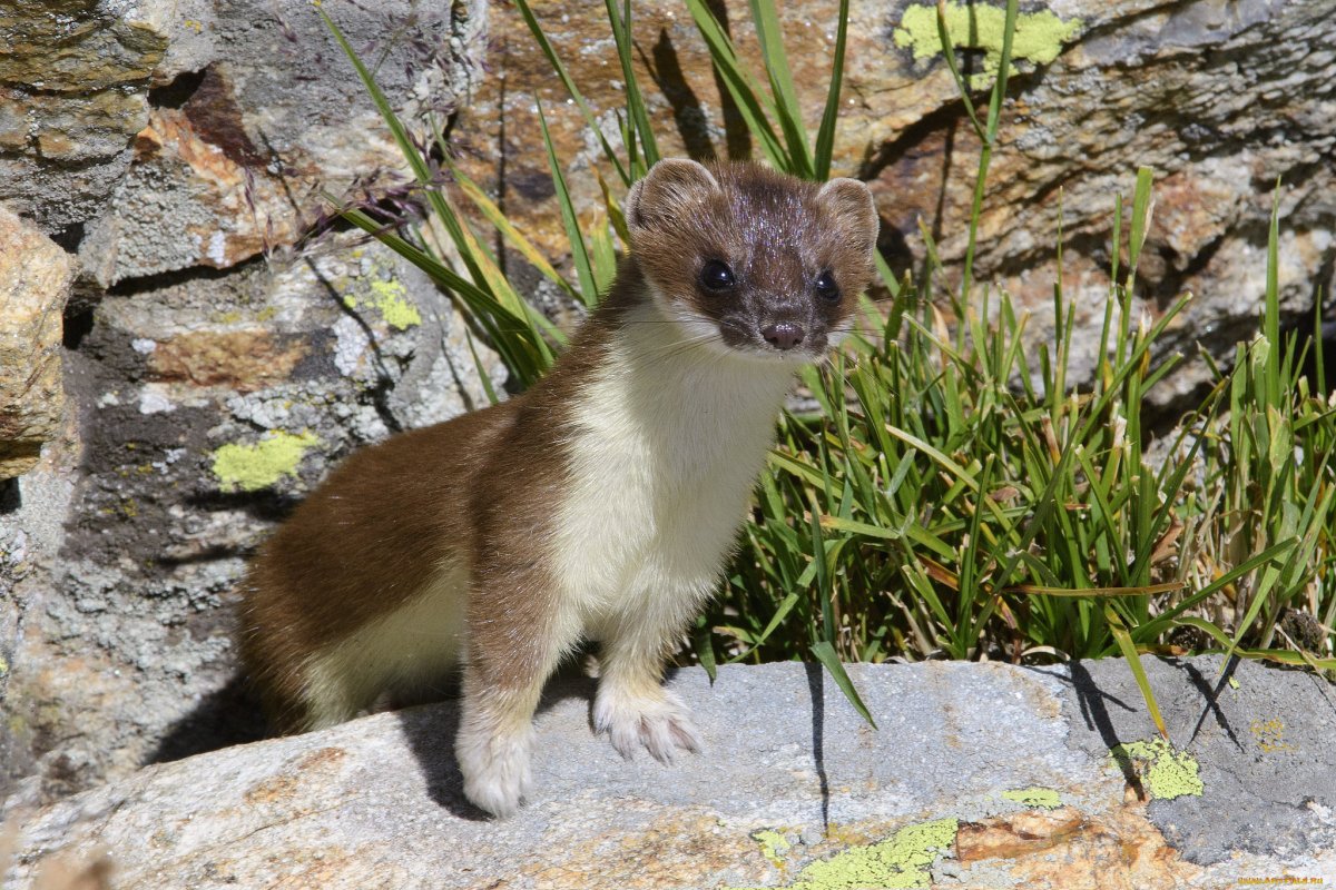 Хорек фретка соболиный