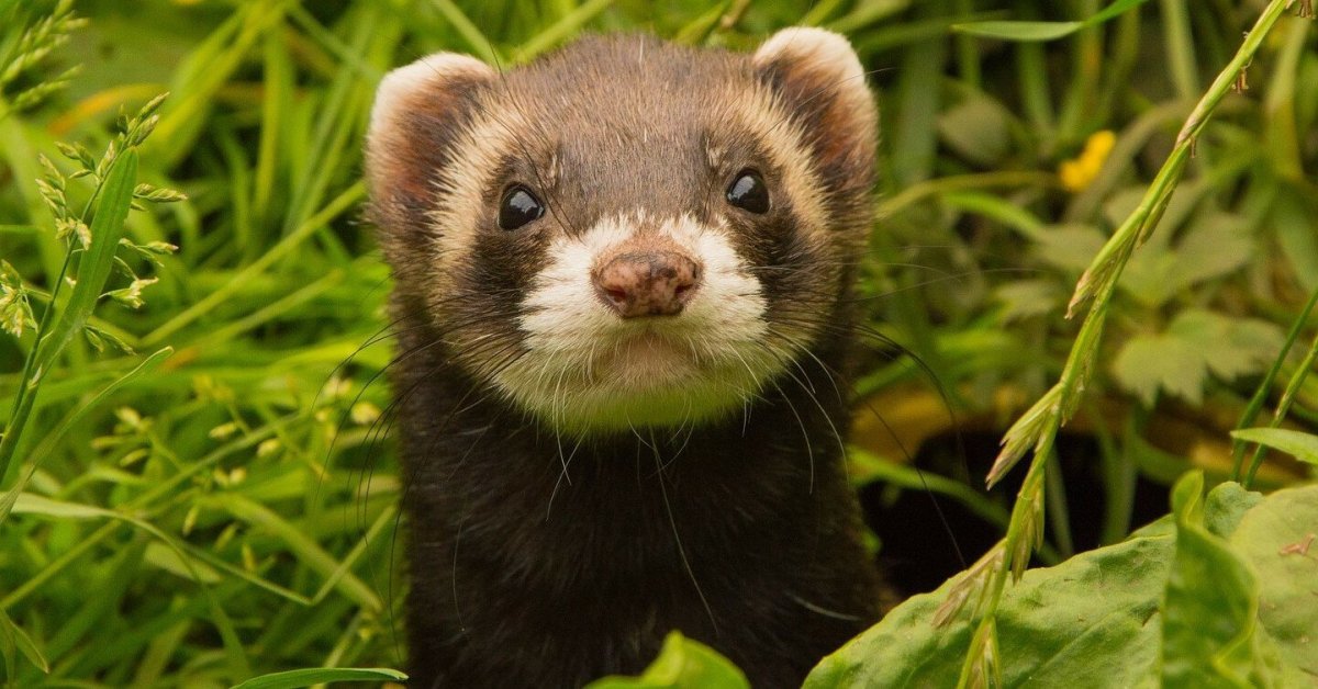 Черноногий хорек Северная Америка