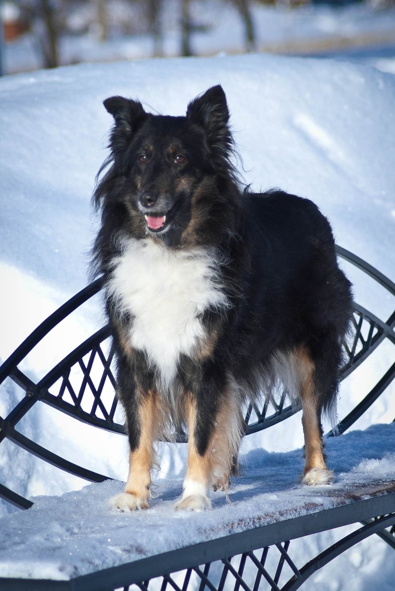 Метис колли