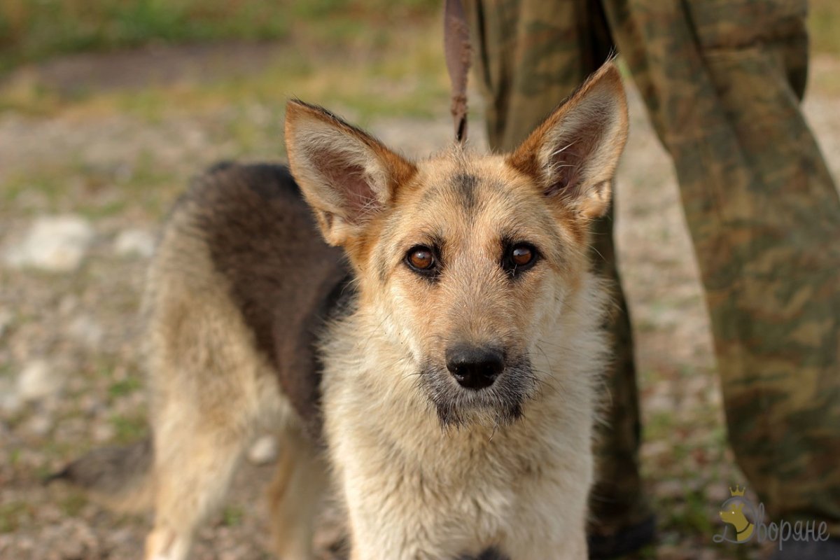 Метис бордер колли и овчарки