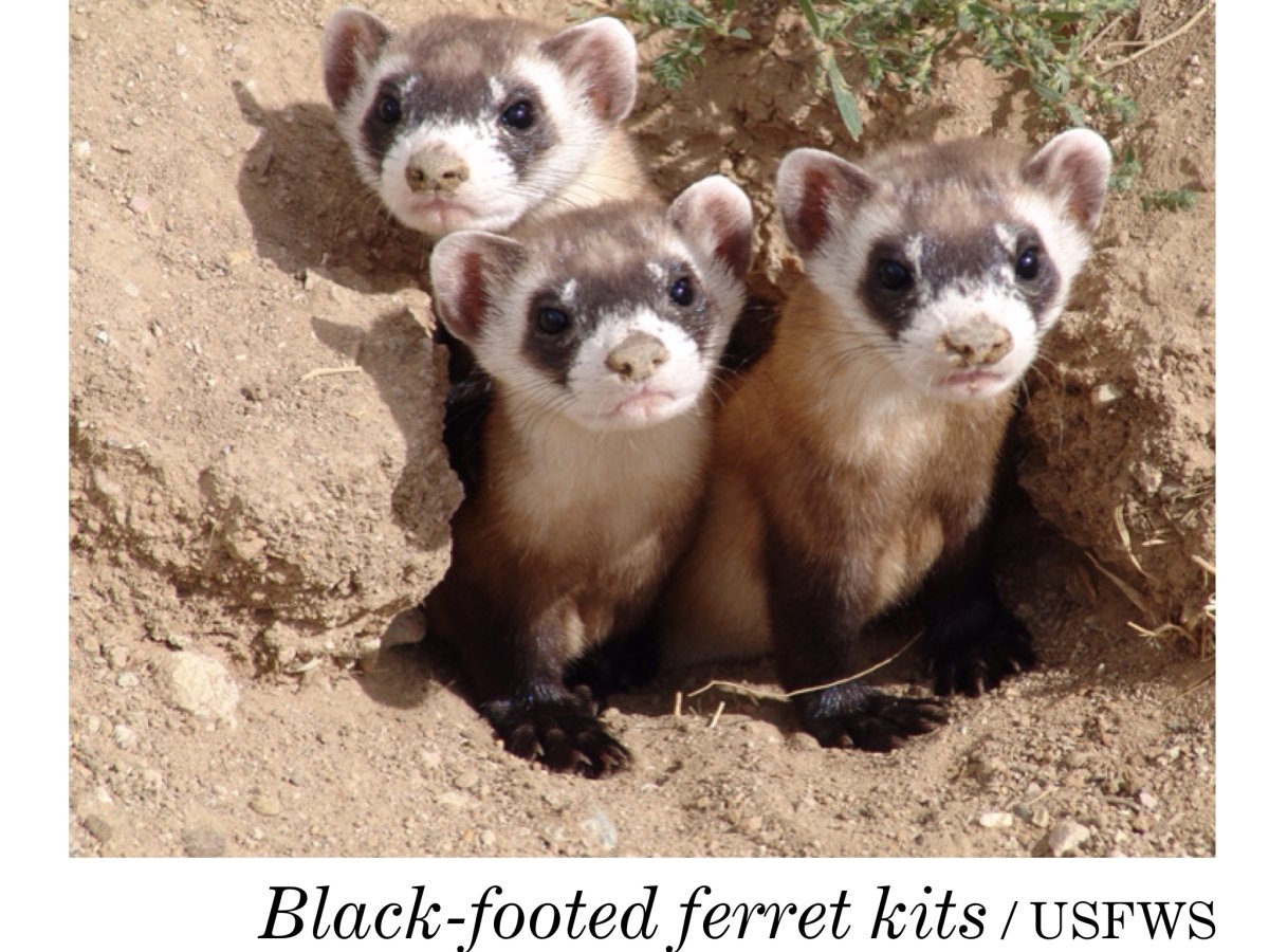 Хорек обыкновенный