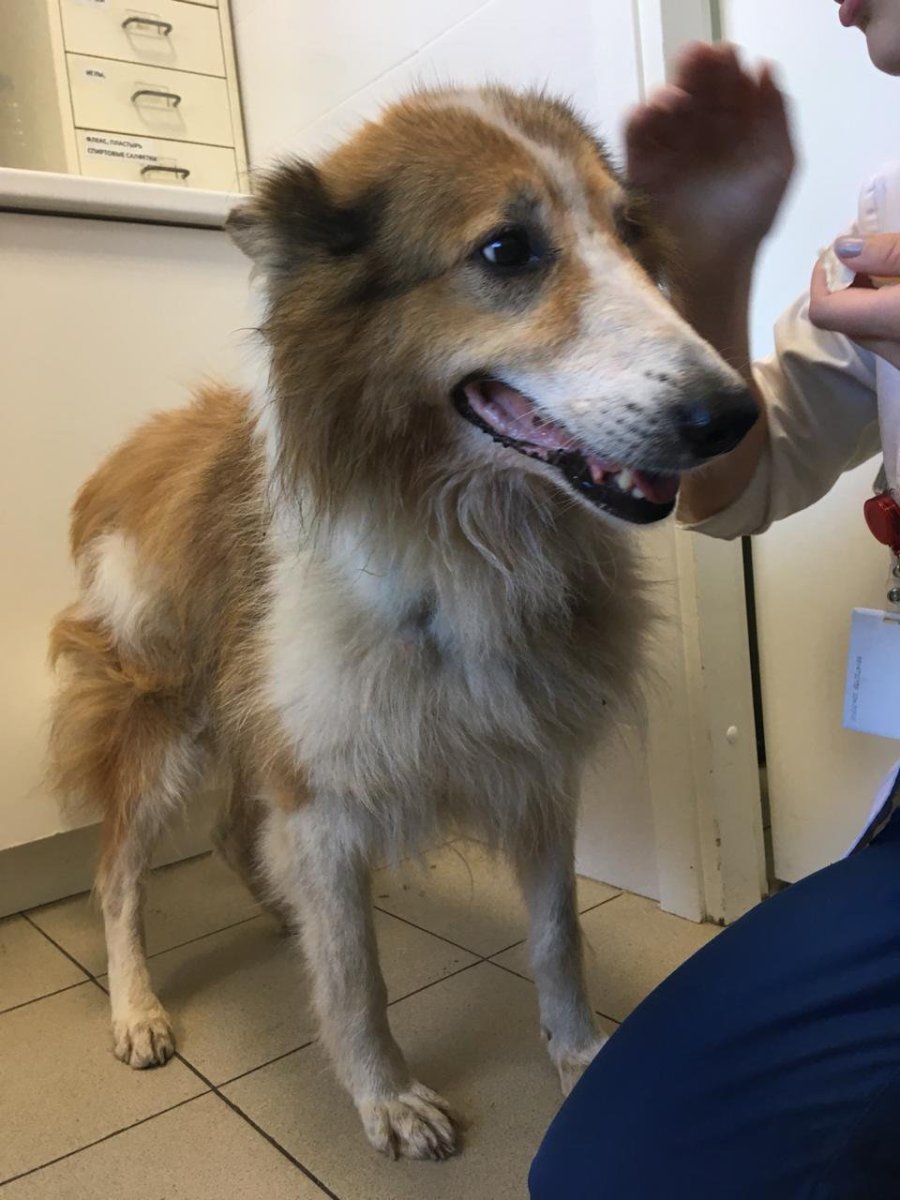 Метис бордер колли и аусси