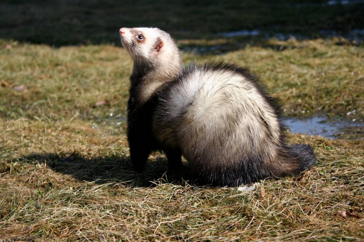 Южнорусская перевязка