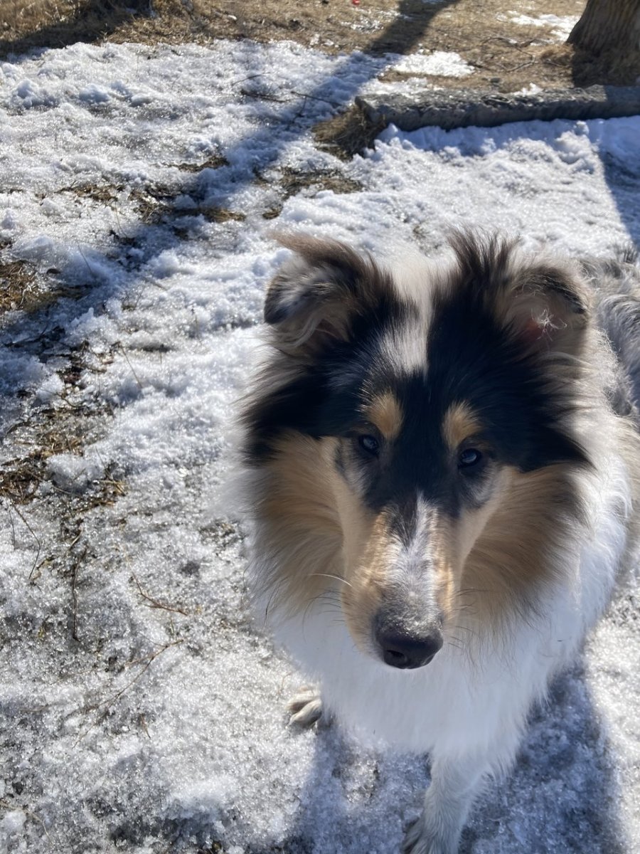 Метис бордер колли и немецкой овчарки