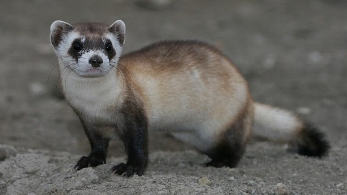 Американский черноногий хорек