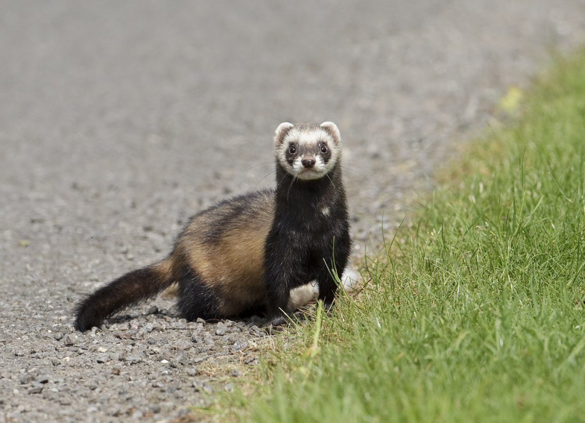 Амурский Степной хорь