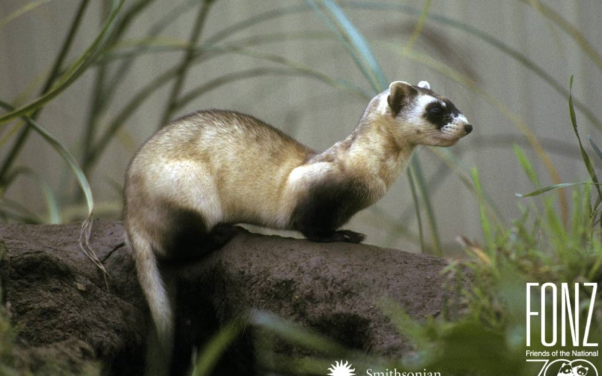 Степной и черный хорек