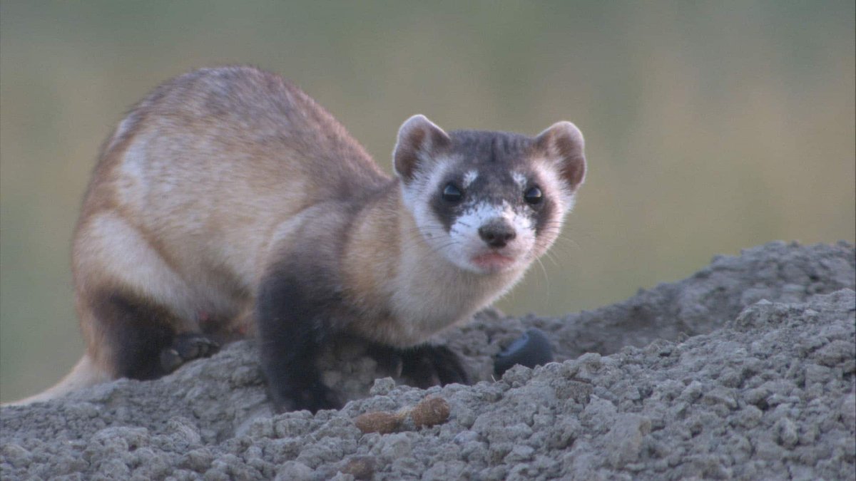 Черноногий хорек