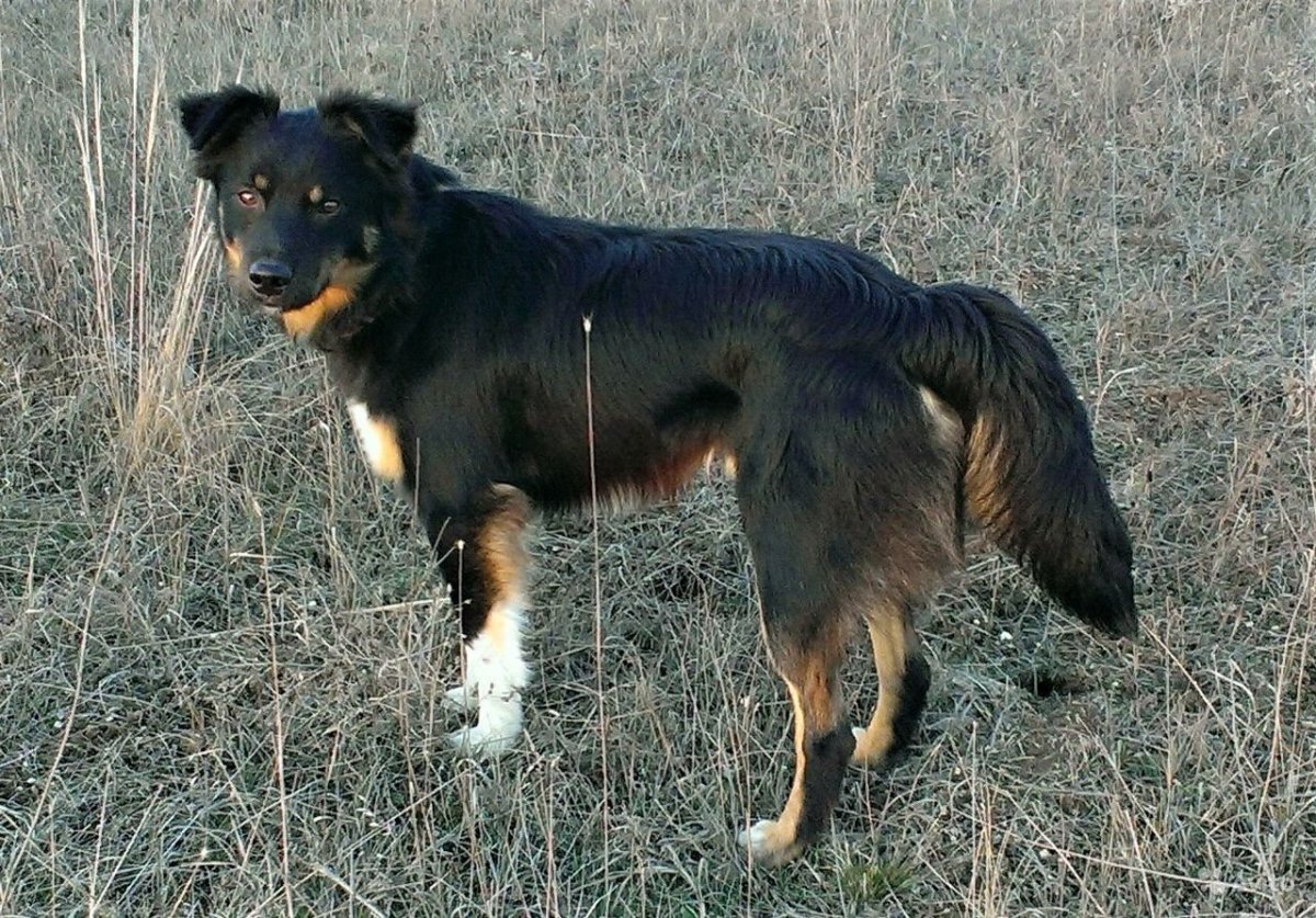 Корги соболиный окрас