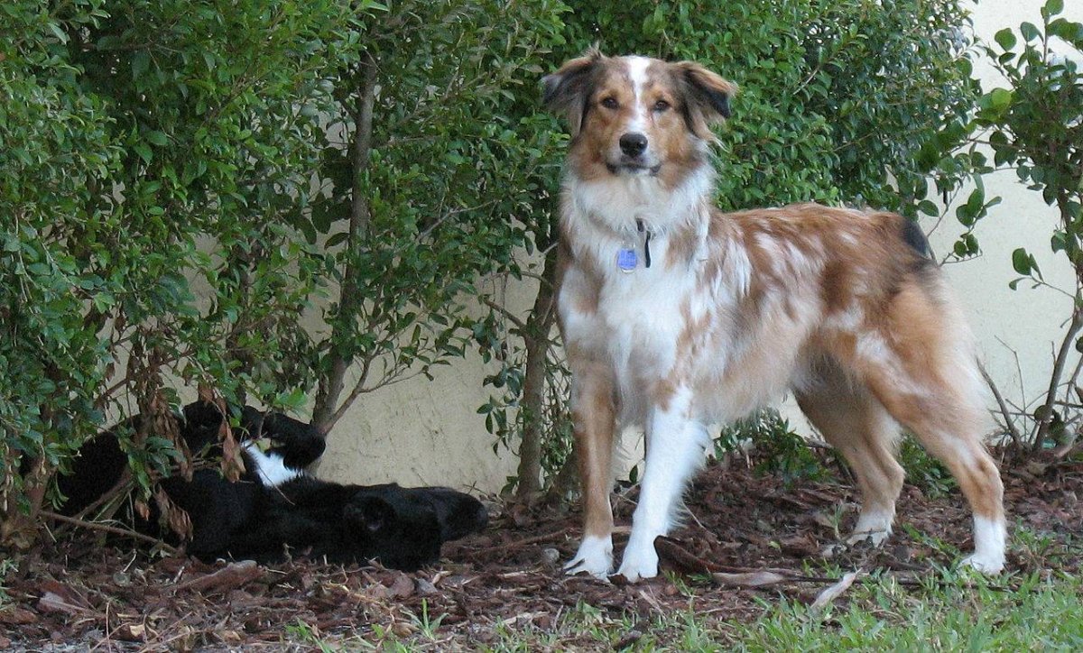 Метис аусси