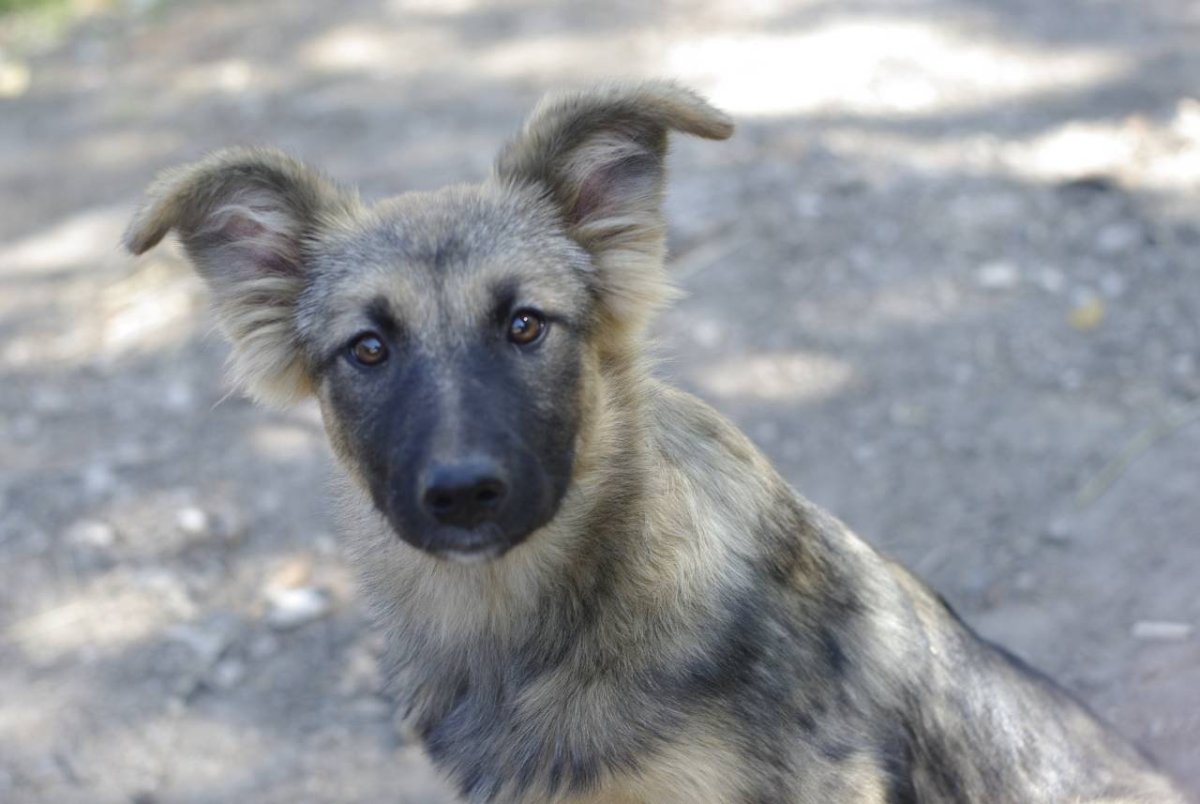 Бордер колли Ким