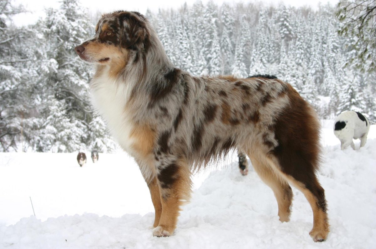 Метис бордер колли и немецкой овчарки