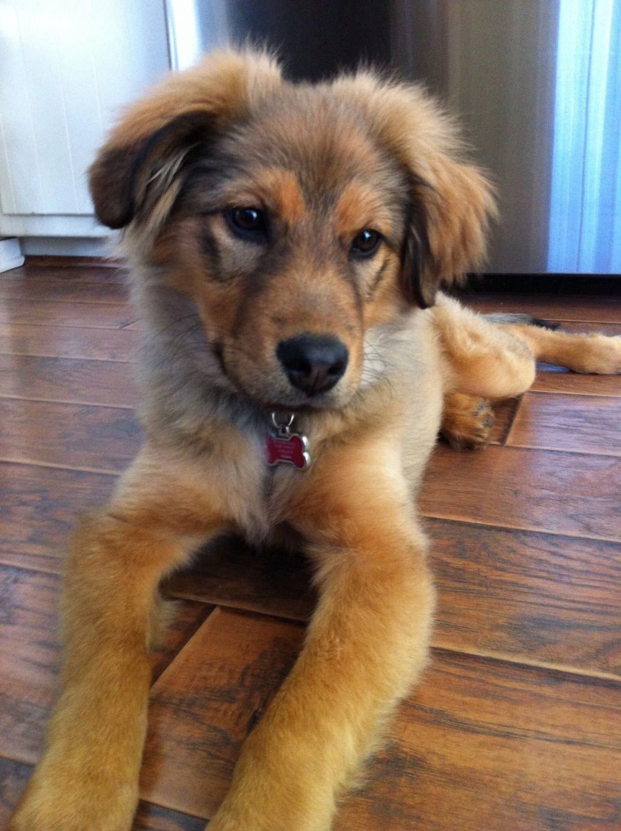 Метис бордер колли и шпица