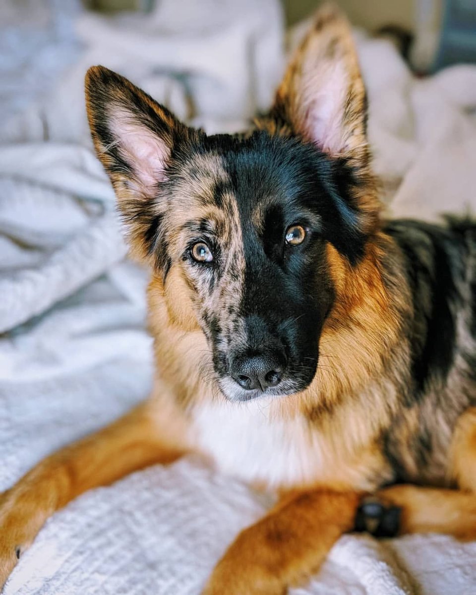 Метис бордер колли