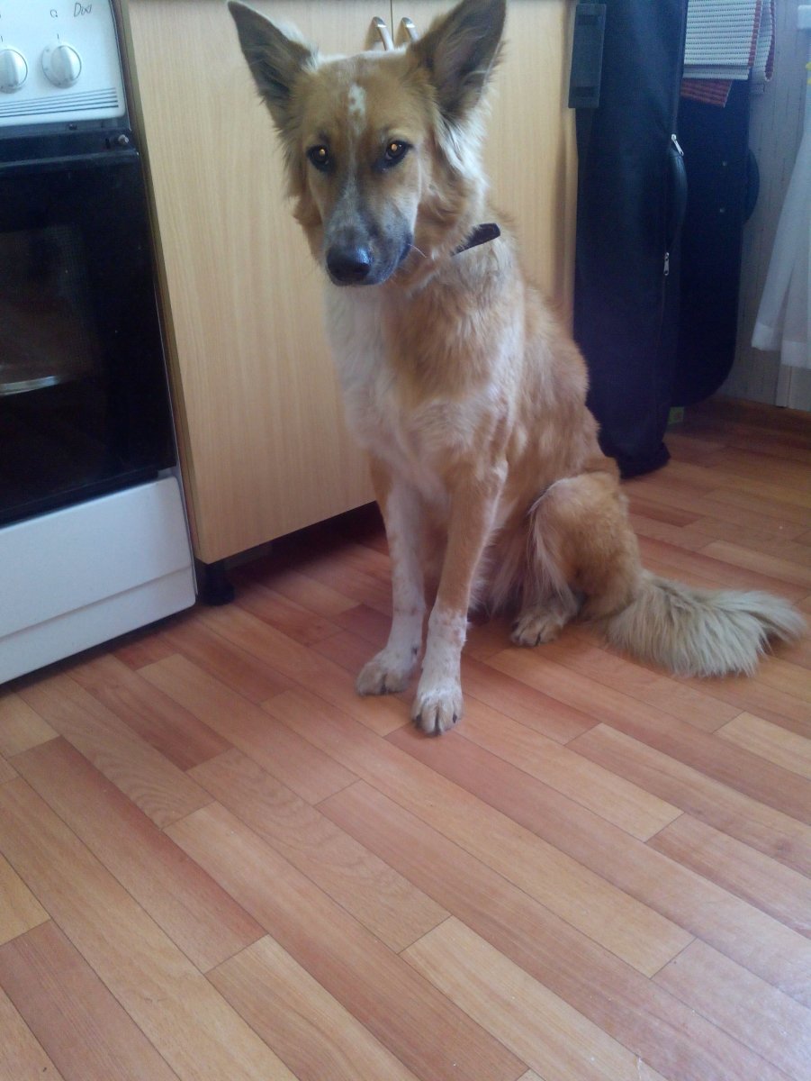 Метис колли и кавказской овчарки