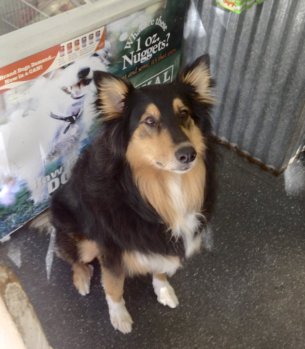 Метис колли