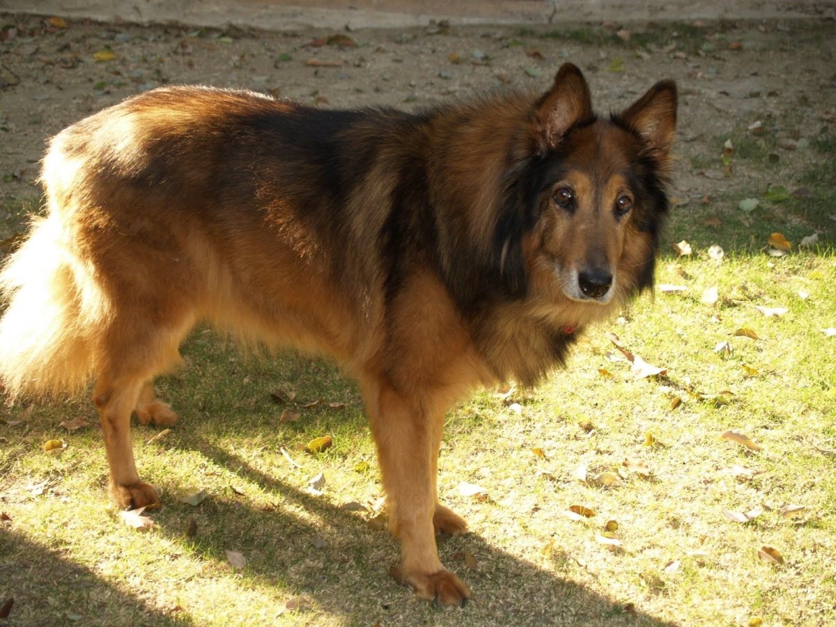 Помесь колли