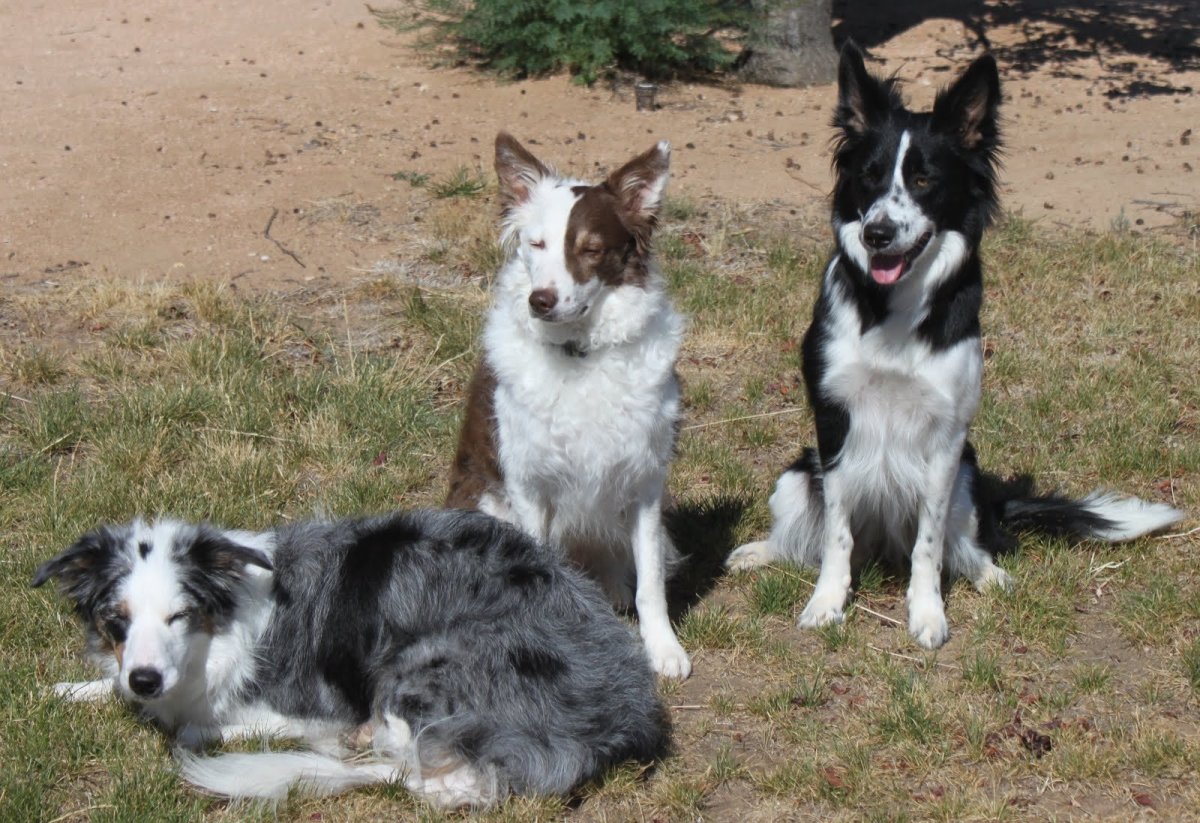 Метис бордер колли и аусси