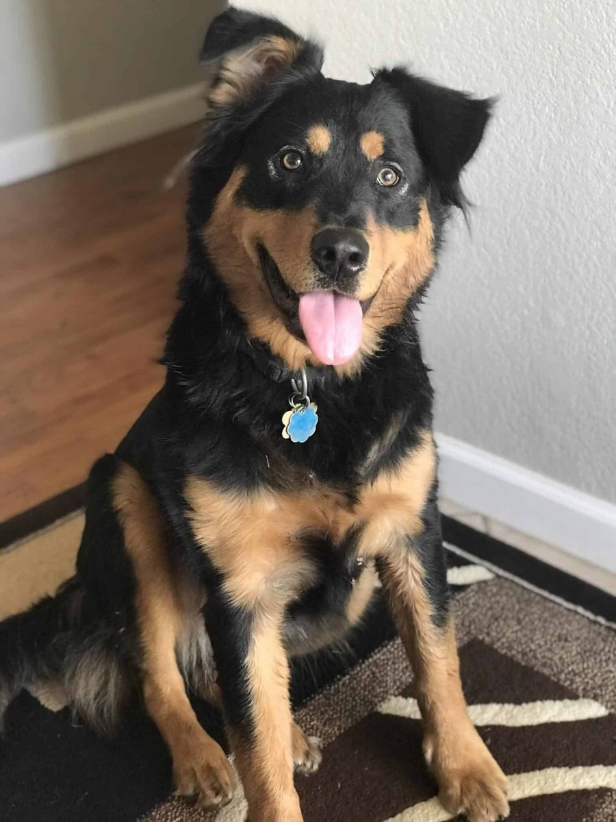 Собака микс андерколи