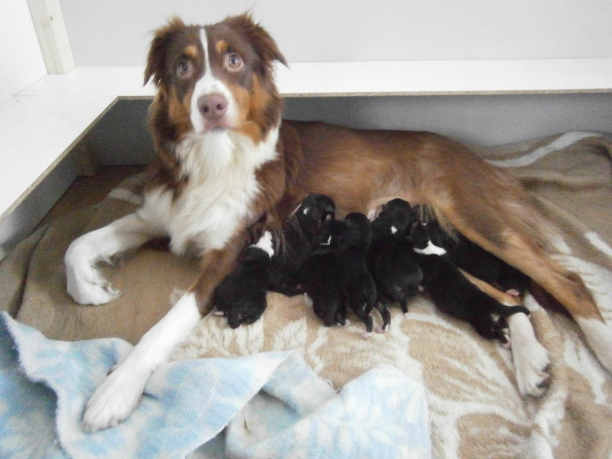 Помесь колли и борзой