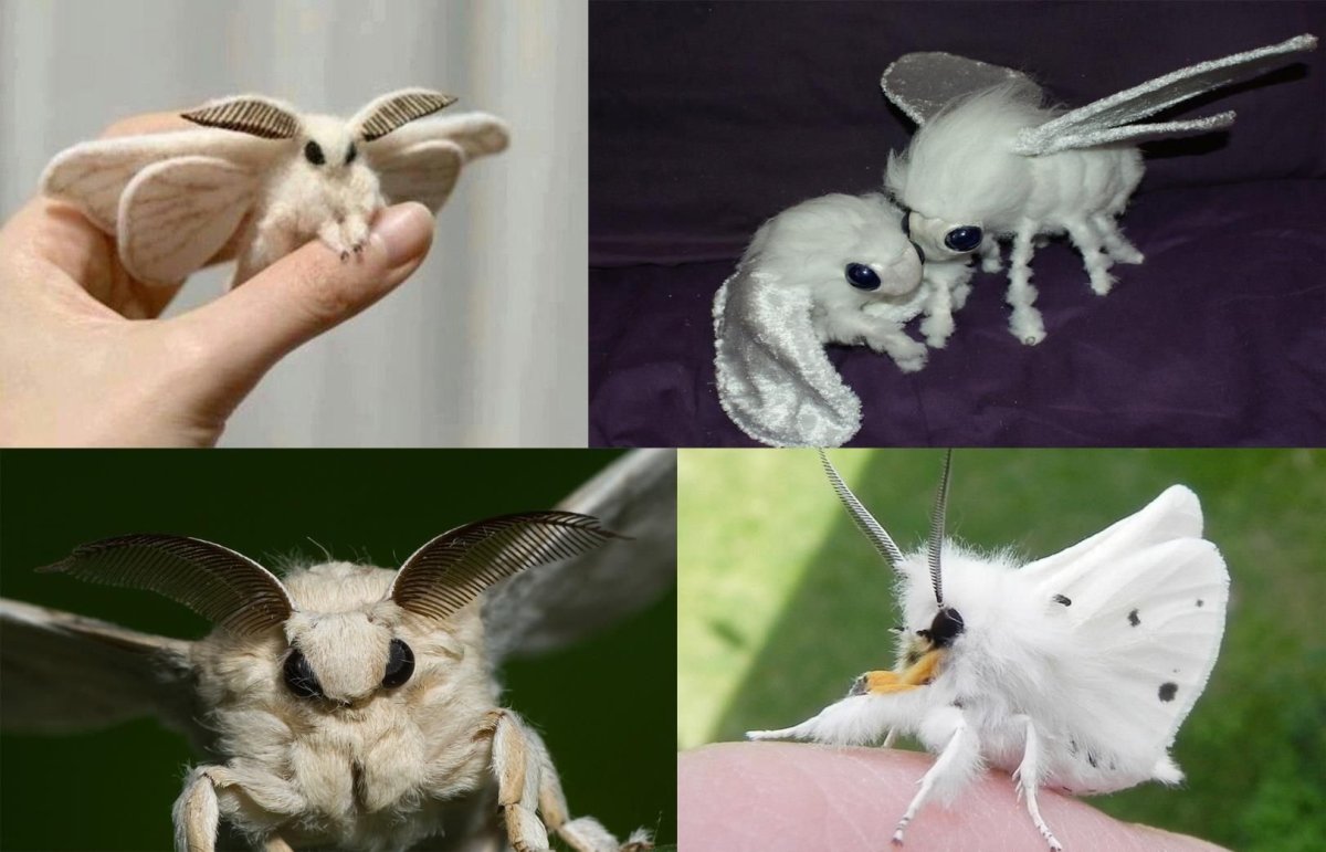 Мотыльки животные