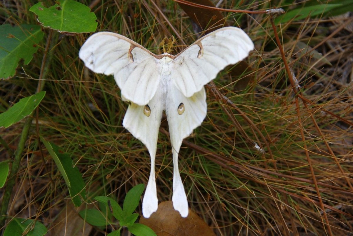 Actias Luna Albinism белая