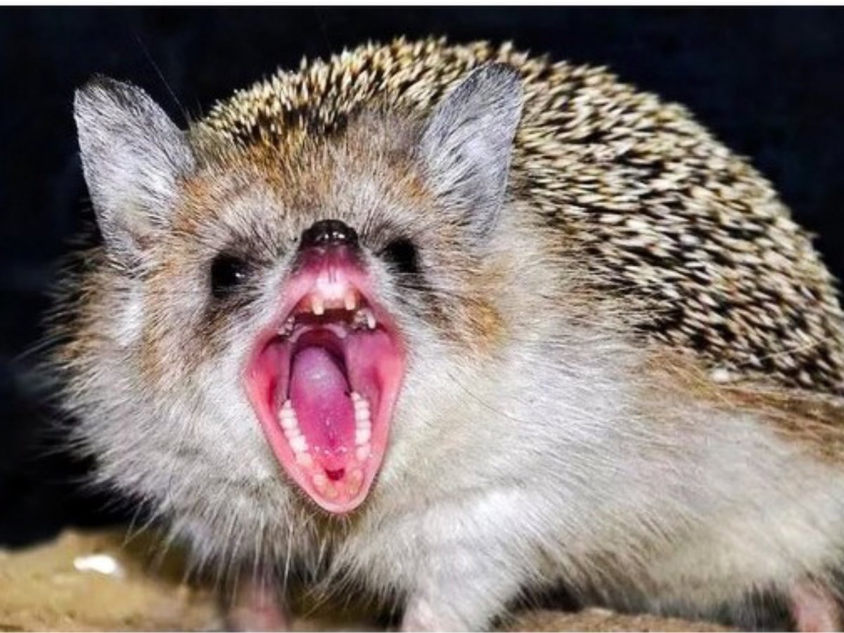 Ежик ехидна Дикобраз