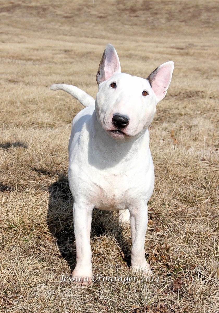 Собака бультерьер