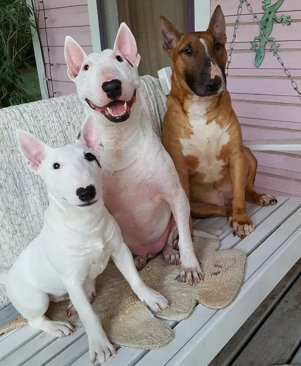 Бультерьер альбинос