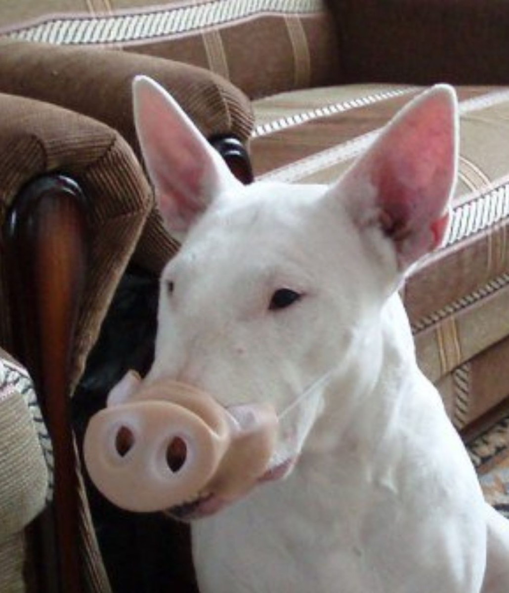 Бультерьер сохры