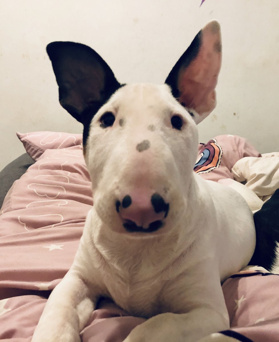 Сиамский бультерьер