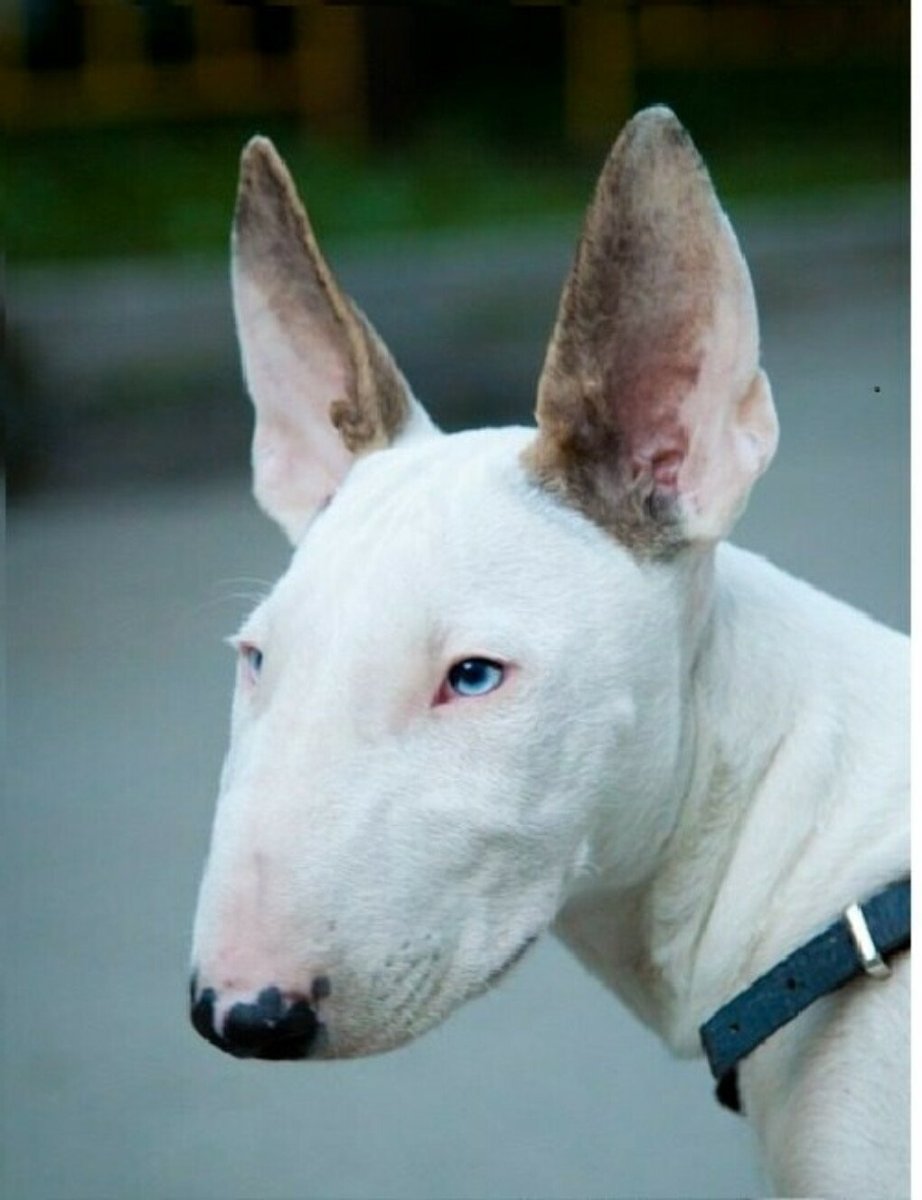 Бультерьер злой Бойцовский