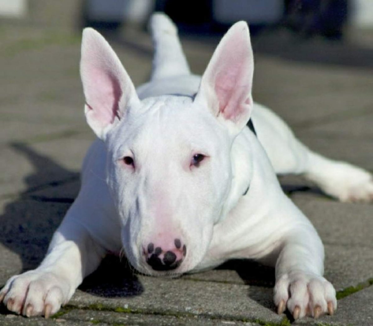 Собака похожатна поросенка