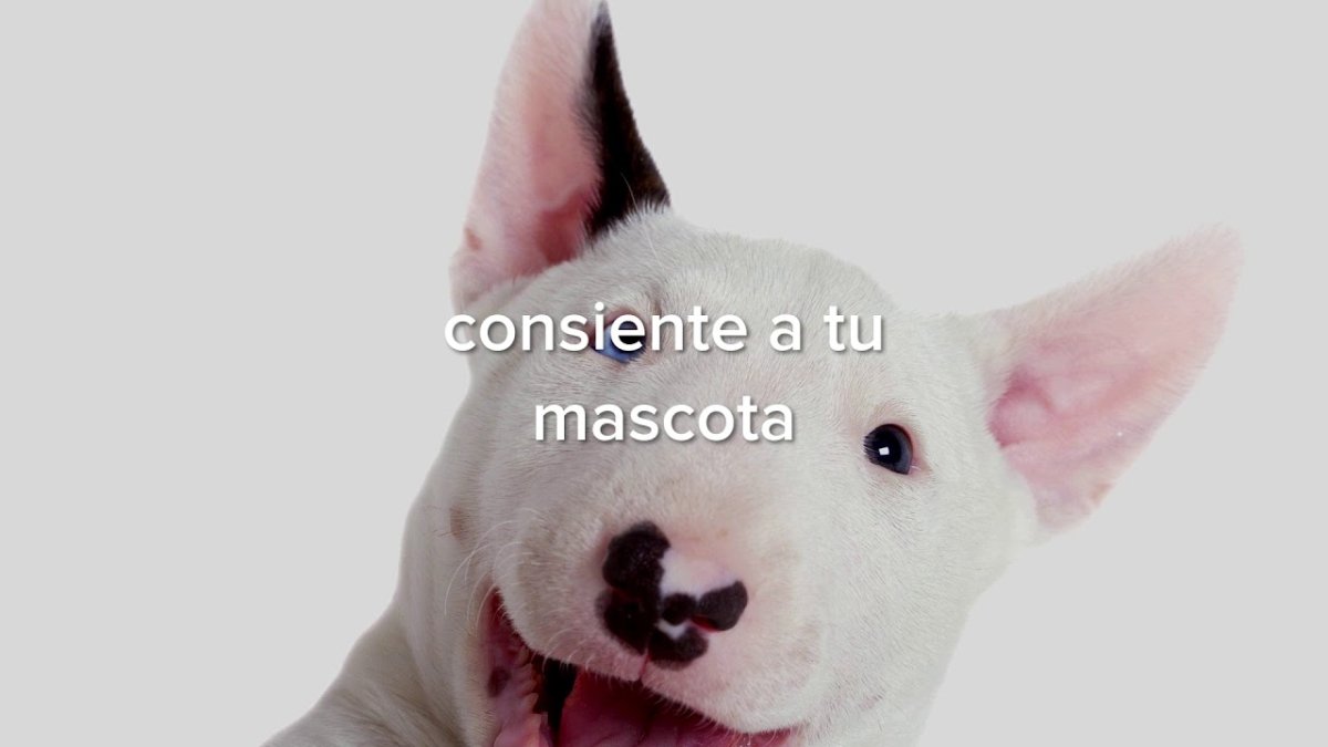 Собака бультерьер