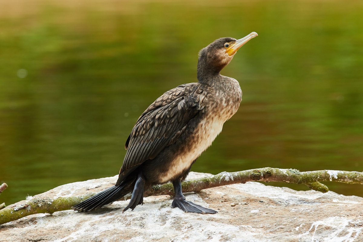 Чайка финский залив