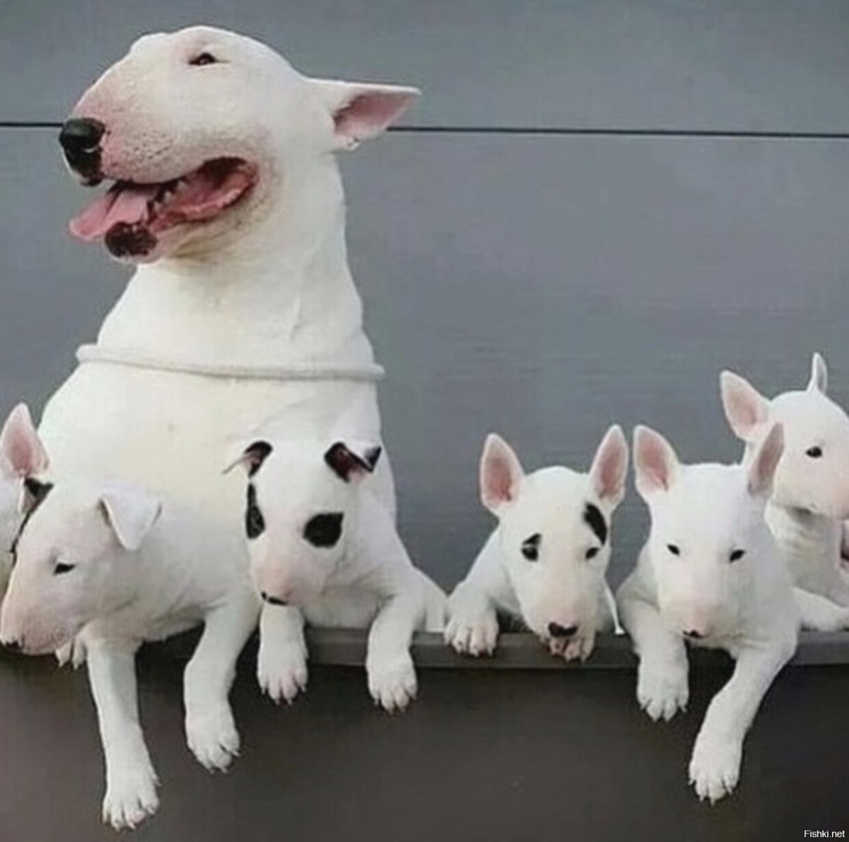 Ориентал и бультерьер