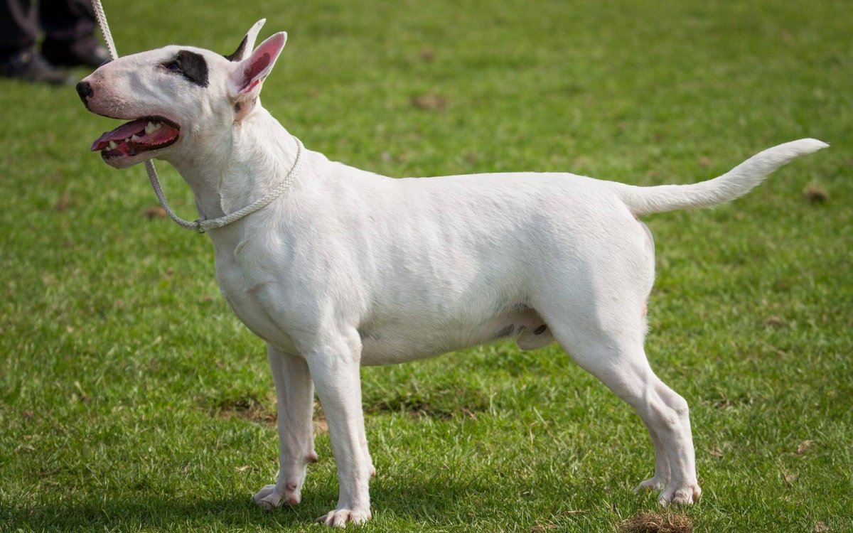 Бультерьер с оффником