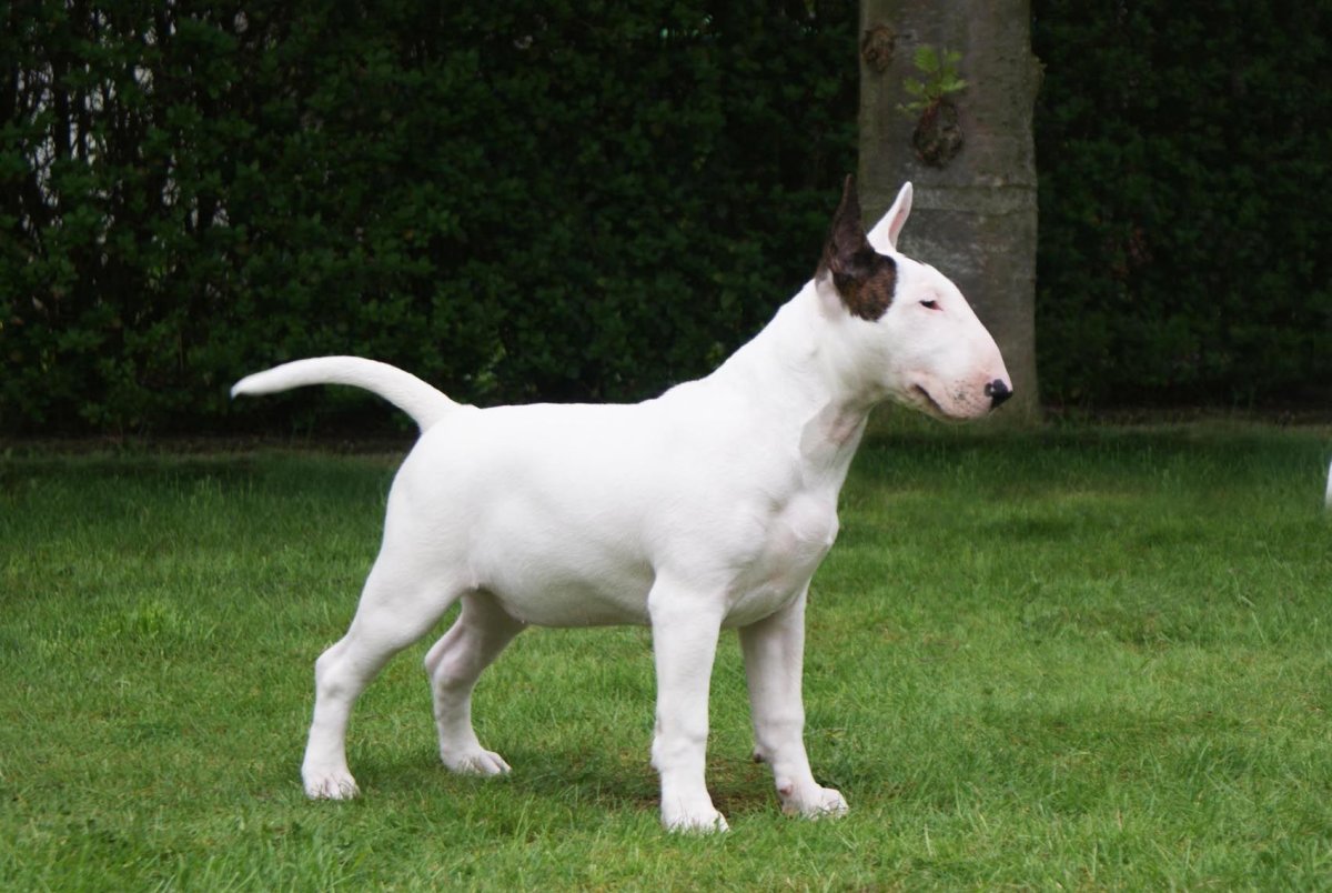 Бойцовская порода бультерьер