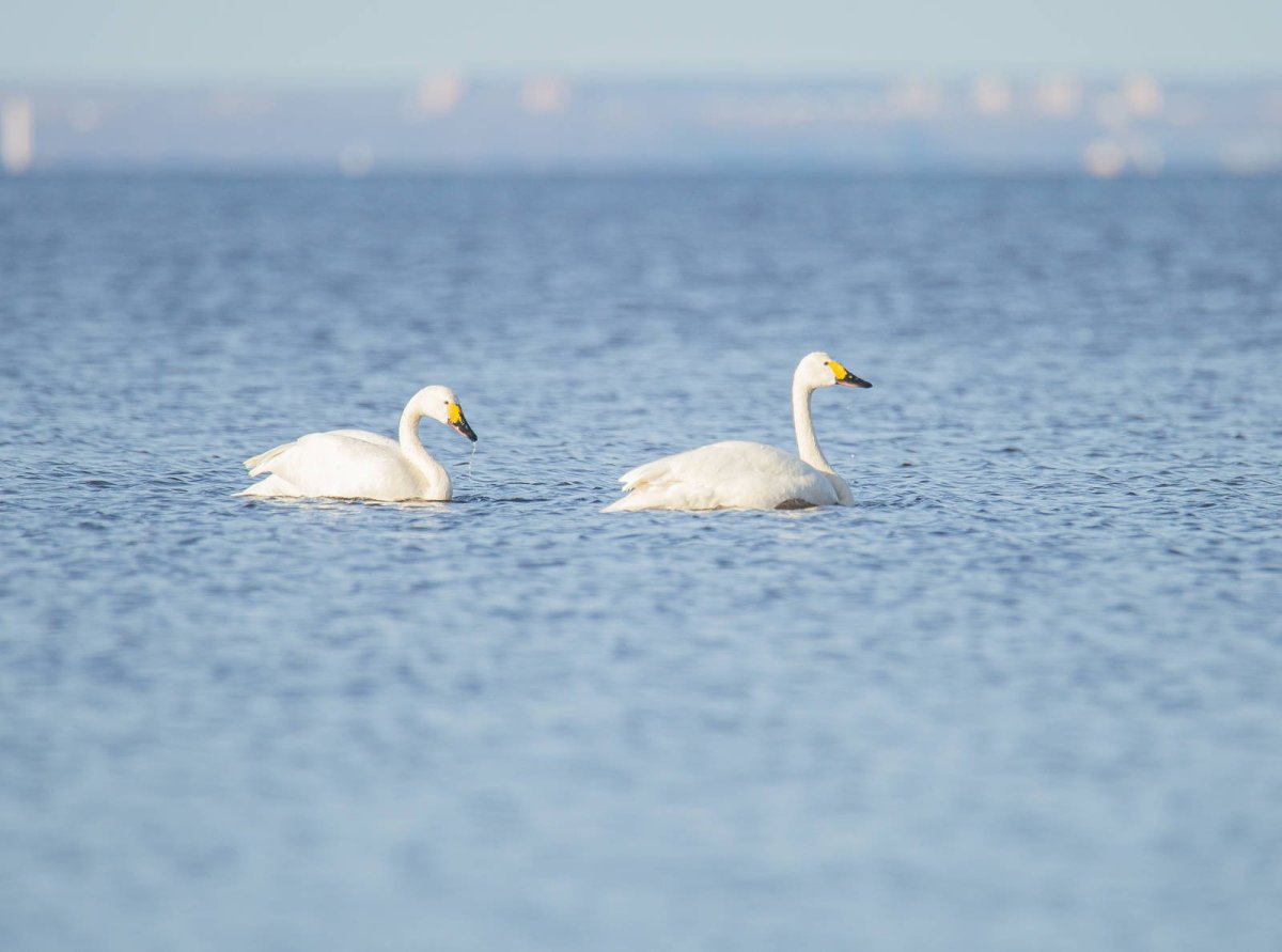 Ингерманландский заповедник
