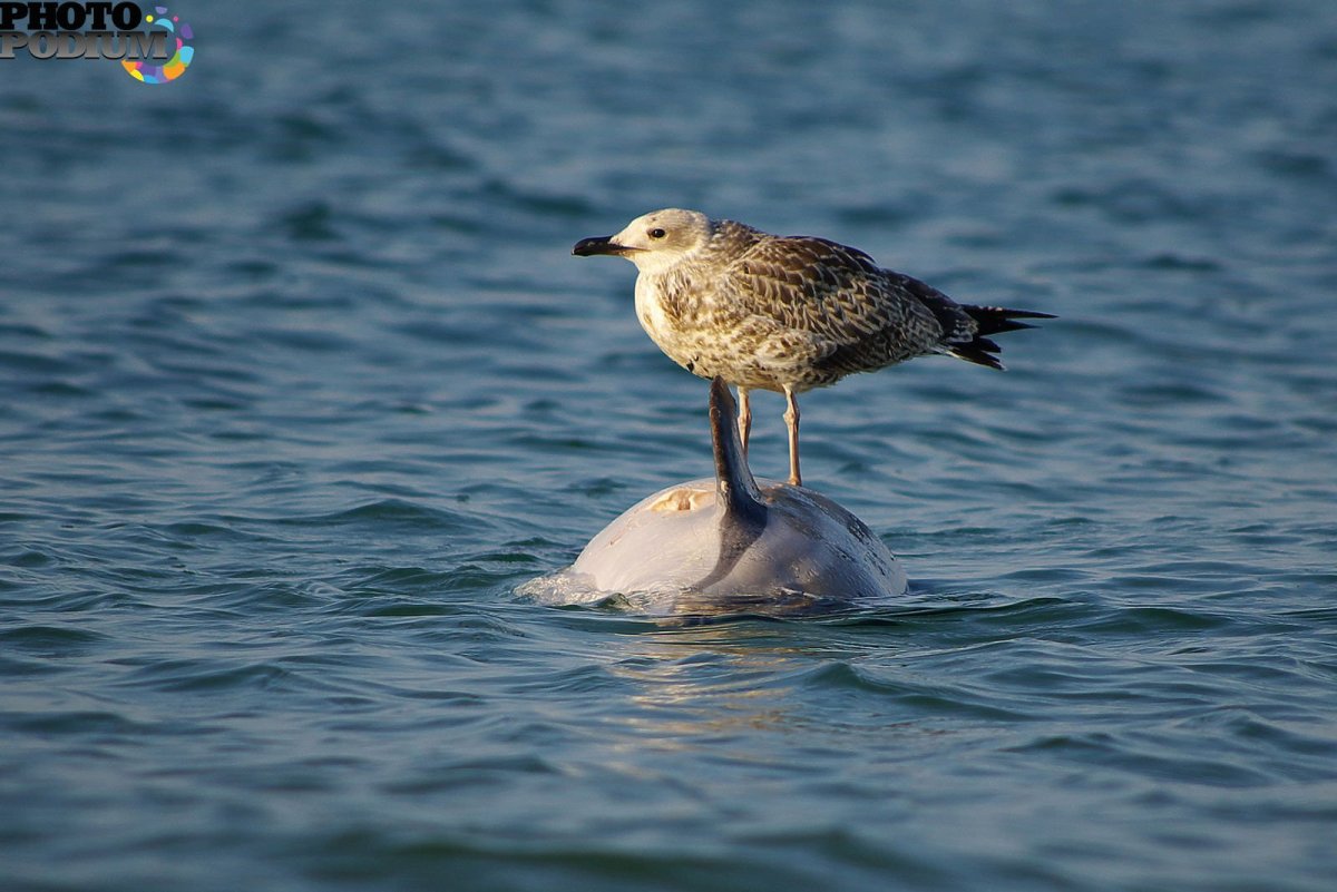 Чайка финский залив
