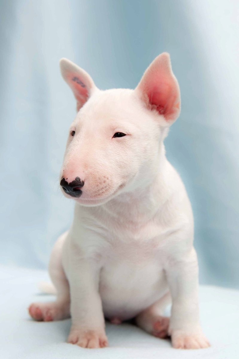 Бойцовский бультерьер щенок