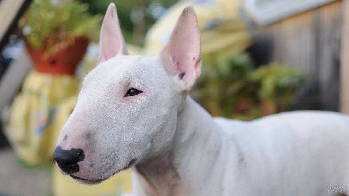 Мини бультерьер тигровый