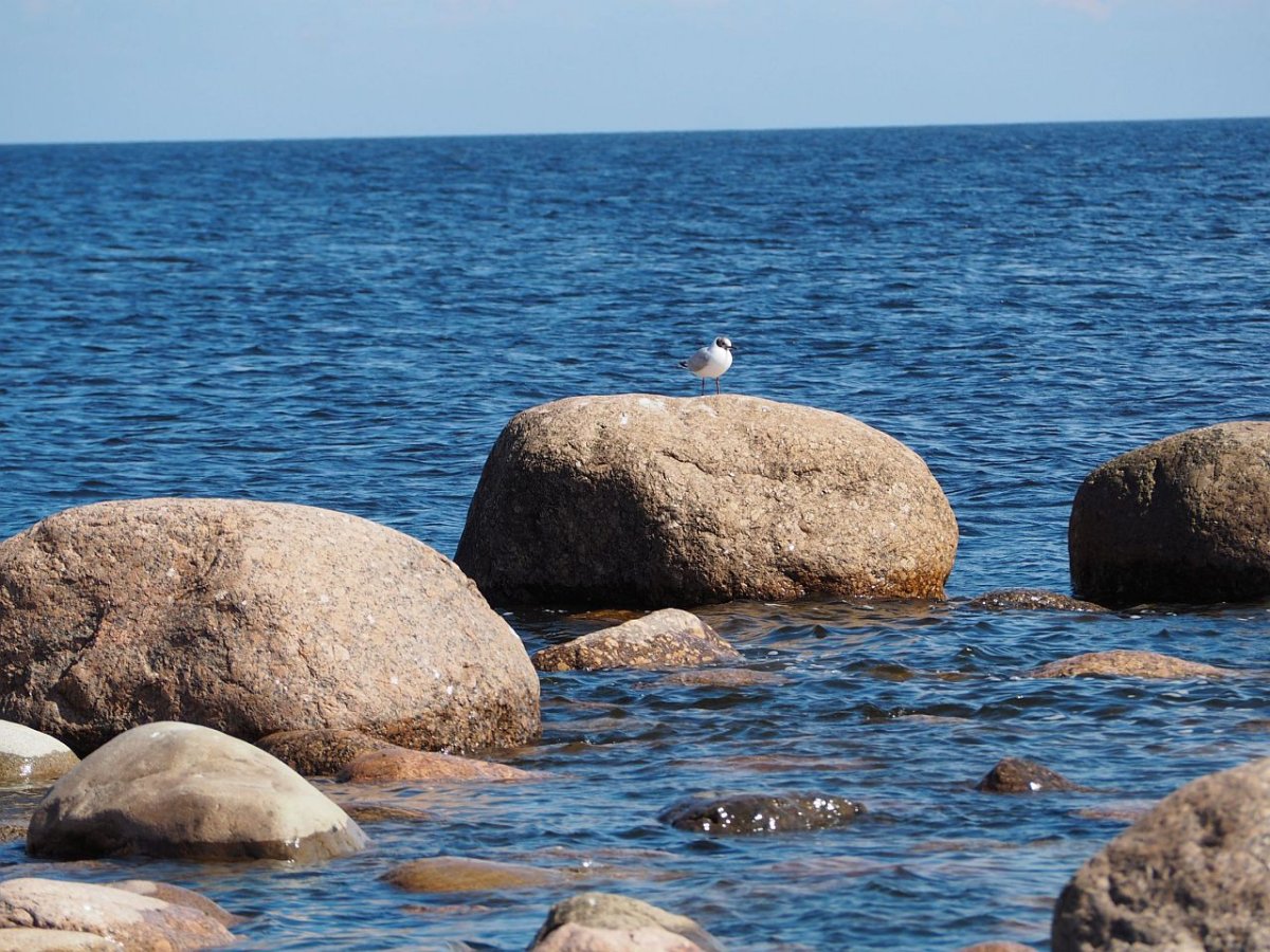 Лебедь кликун Финляндия