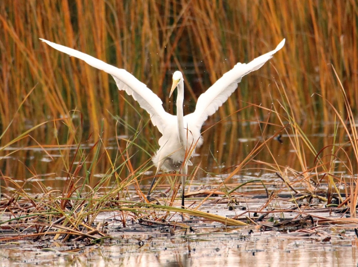 Тит Ледолом