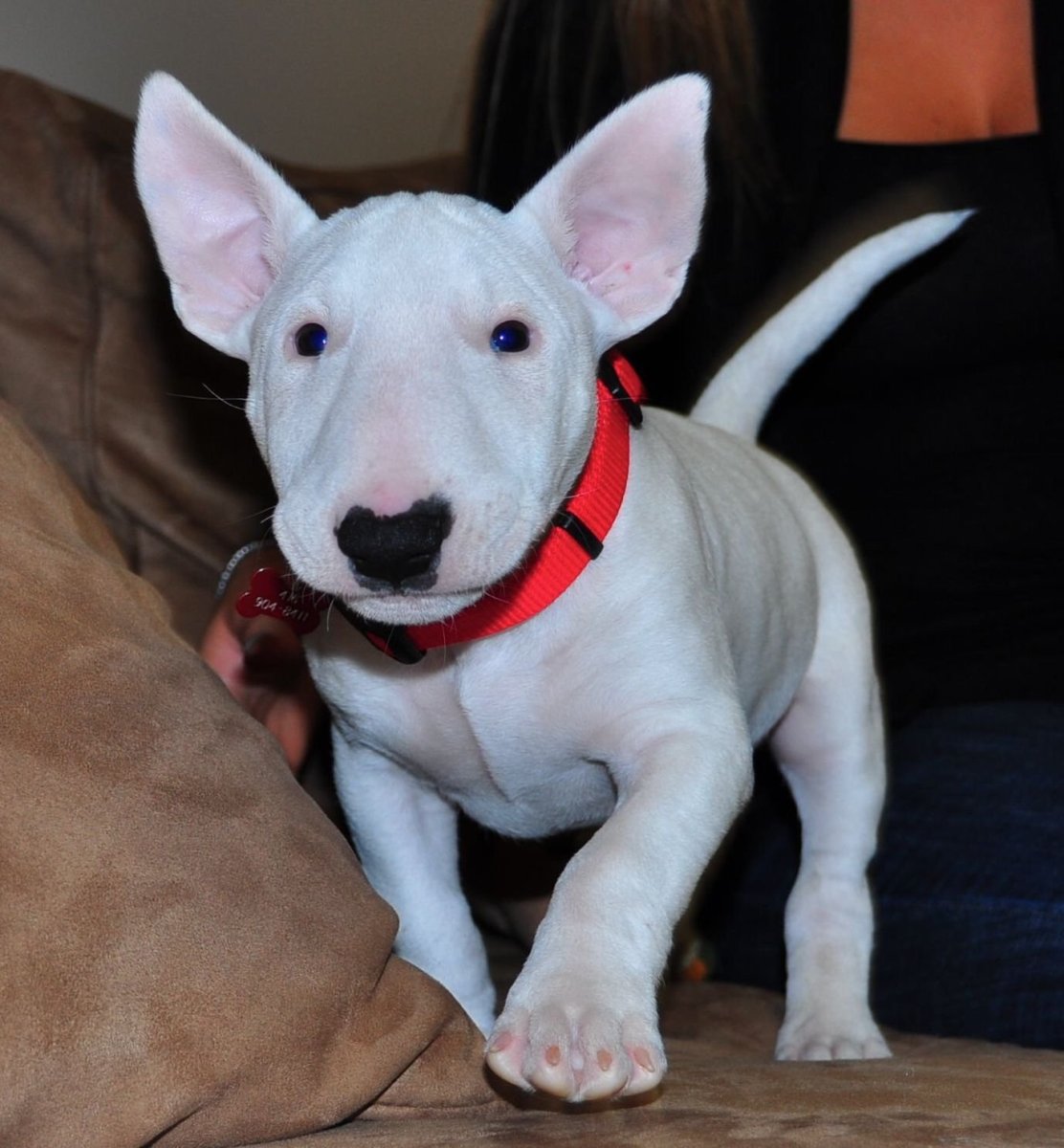 Бультерьер БЕЛАЗ